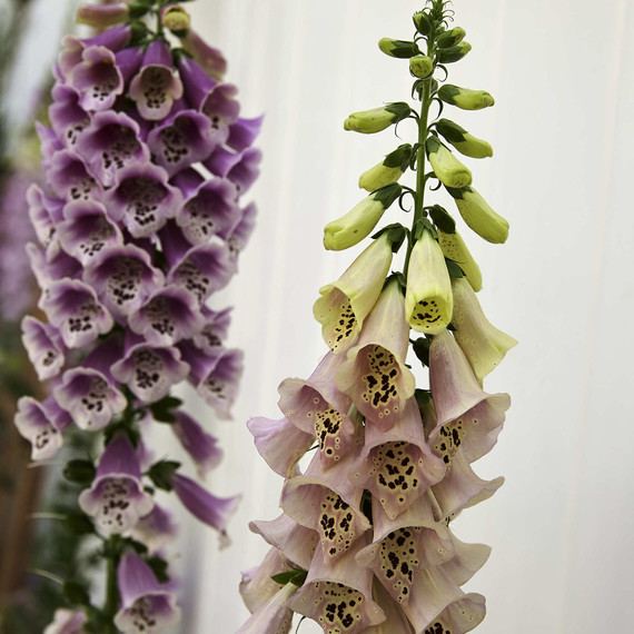 garden-foxglove-detail-0616.jpg (skyword:296414)