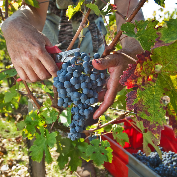 grape-harvest-bordeaux-1115.jpg (skyword:206964)