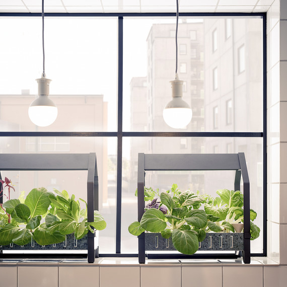 ikea-hydroponic-garden-1116.jpg (skyword:359924)