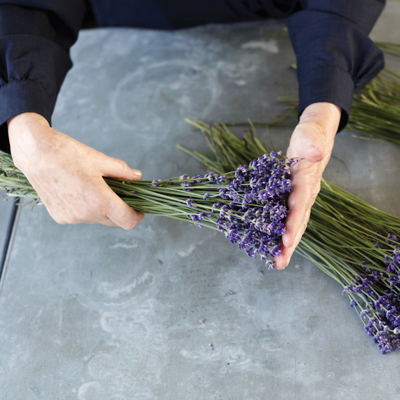 martha_lavender-099-d112299.jpg