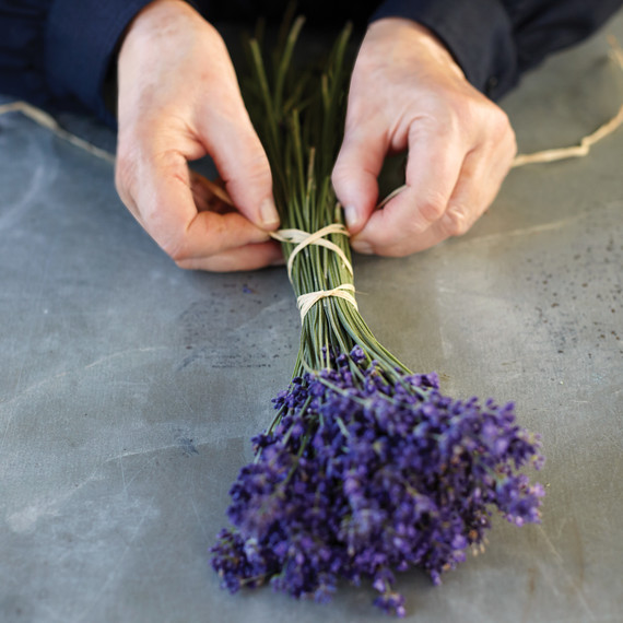 martha_lavender-111-d112299.jpg