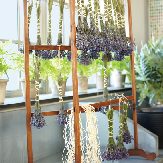 martha_lavender-157-d112299.jpg