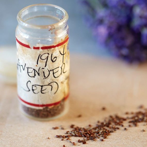 martha_lavender-172-d112299.jpg
