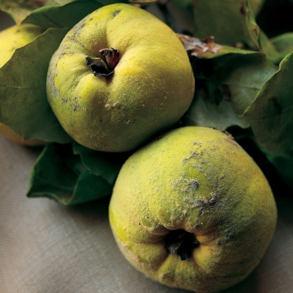 mla101924_1007_quince_green.jpg