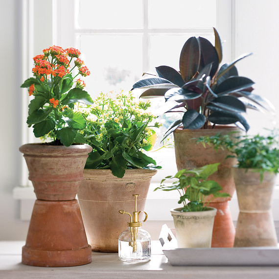 mld103886_0209_houseplant12.jpg