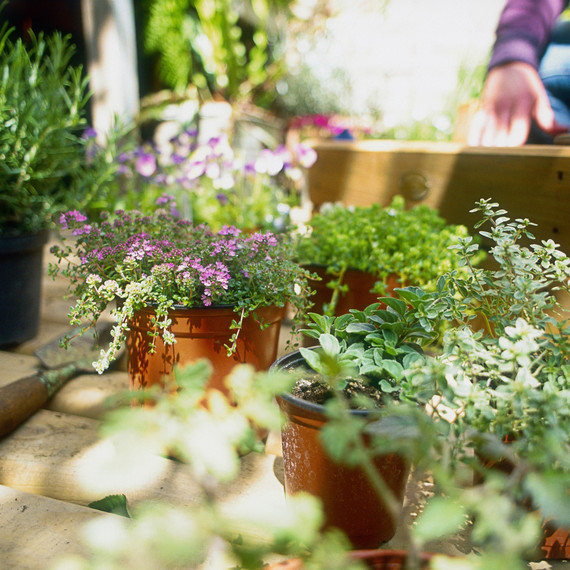 perennial garden flowers ready for planting perennial garden flowers ready for planting