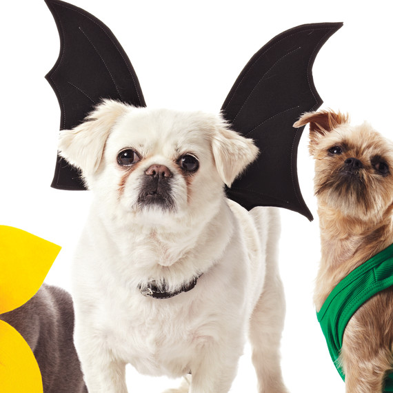 pet-costumes-1011mld107618d.jpg