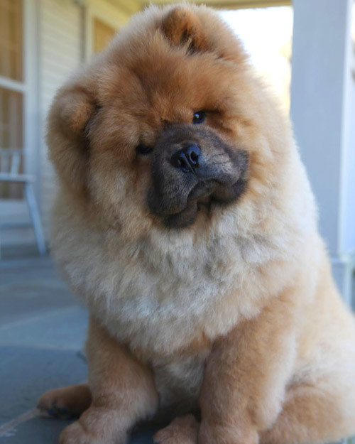 pets_ghenghis_khan_img_1203.jpg