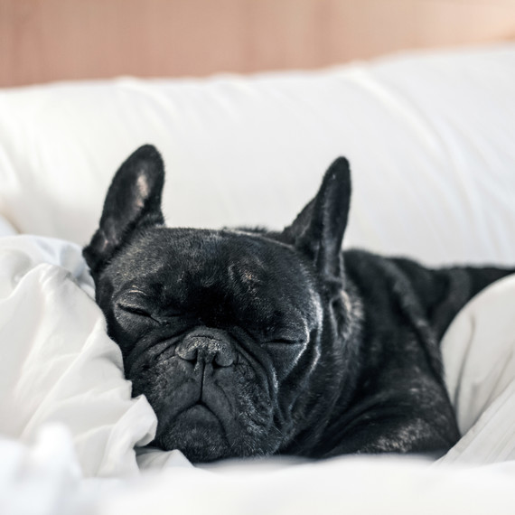 sleepy dog in hotel bed sleepy dog in hotel bed