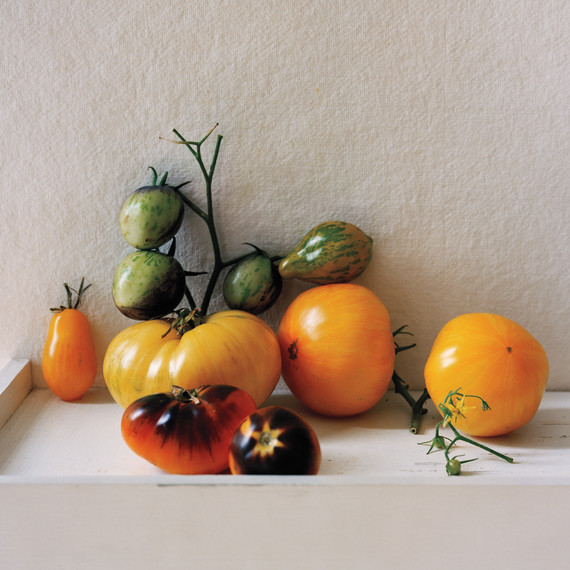 tomato-glossary-47-md109341.jpg