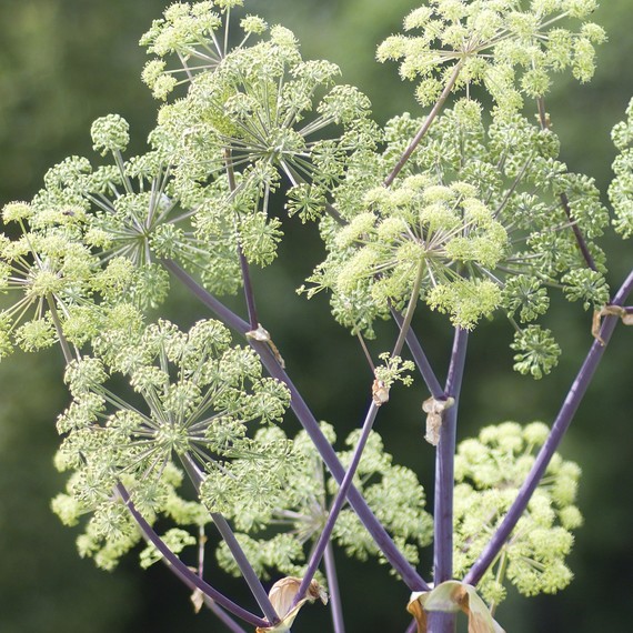 angelica-fragrant-plant-0416.jpg (skyword:267075)