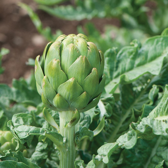 artichoke-imperial-star-0328