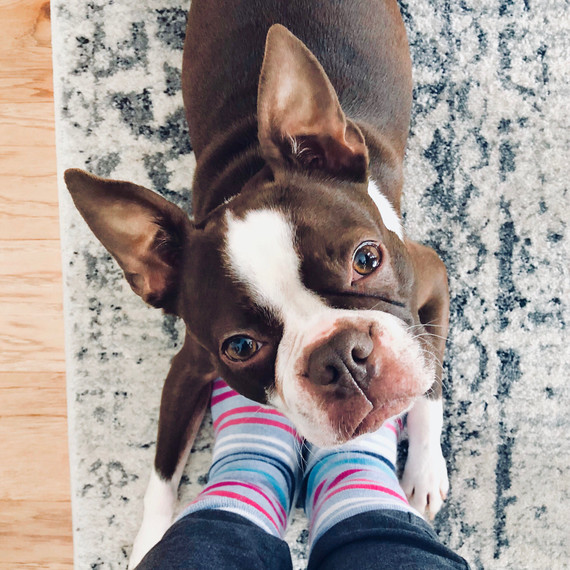 boston terrier dog at womans feet boston terrier dog at womans feet