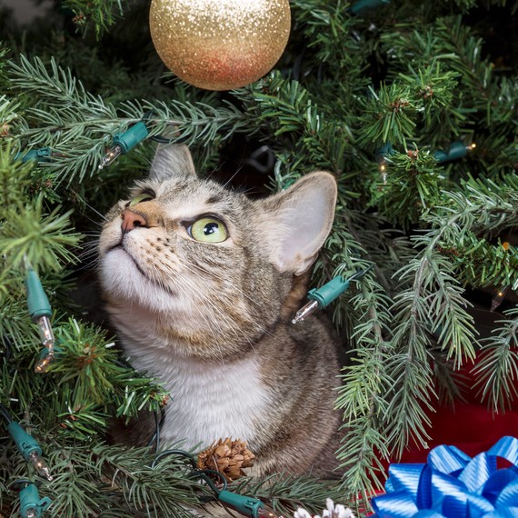 cat with christmas tree cat with christmas tree