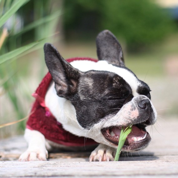 Dog eating flower
