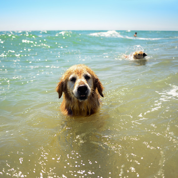 dog swimming getty dog swimming getty