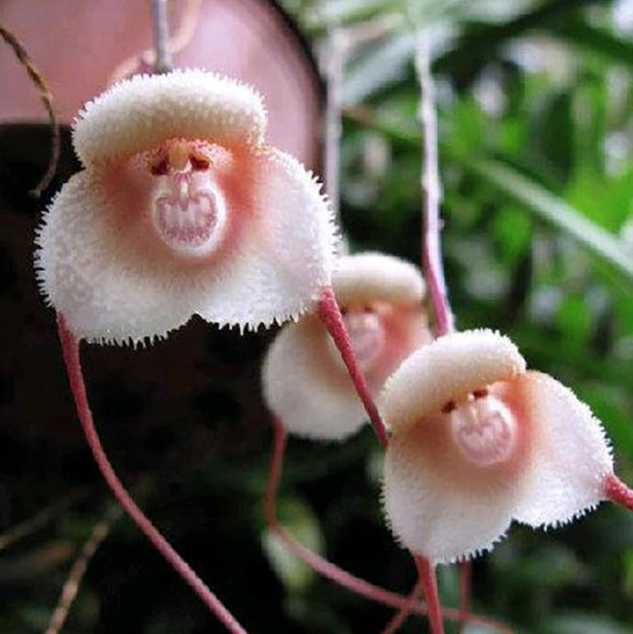 monkey face orchids monkey face orchids