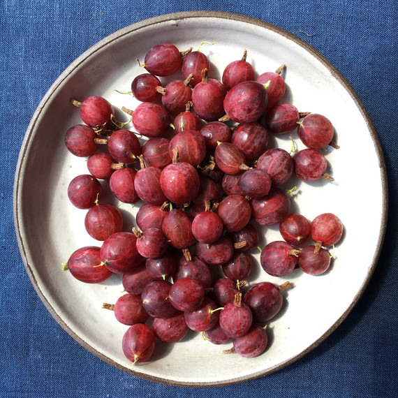 gooseberries 42 burners white plate blue background gooseberries 42 burners white plate blue background