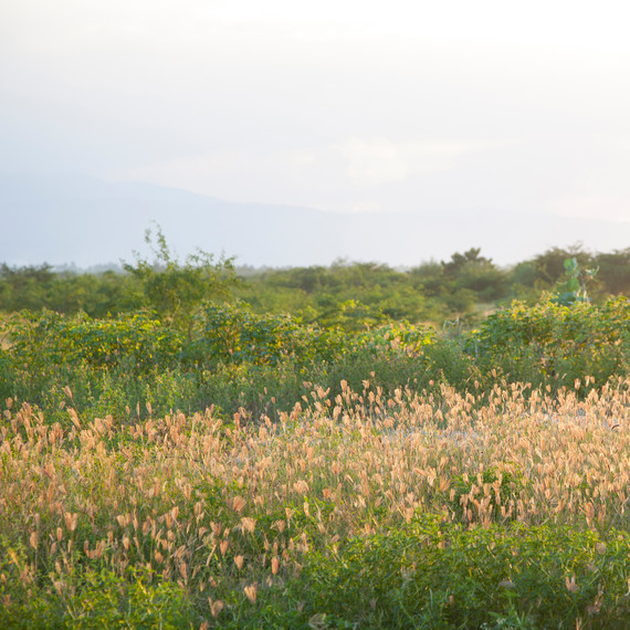 handinhand-haiti-meadow-1114.jpg