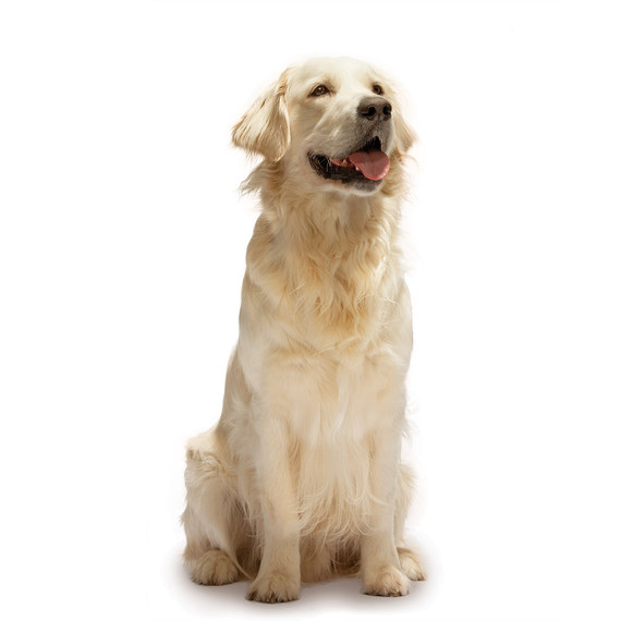 md106073_0111_petcolumn_0656.jpg