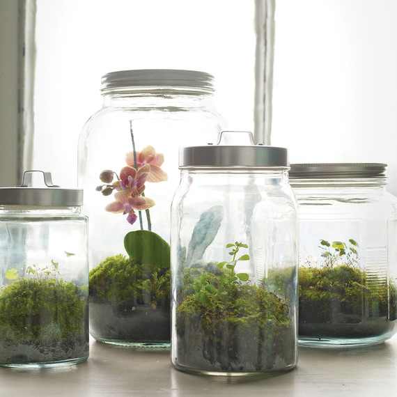 mld105281_0110_jar_terrarium.jpg