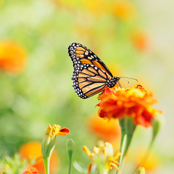 Monarch Butterfly Resting on Flower in Garden Monarch Butterfly Resting on Flower in Garden