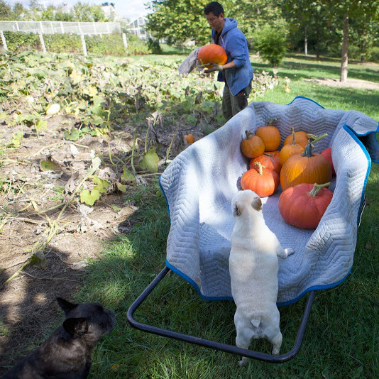 pickingpumpkins-9276-fs-1014.jpg