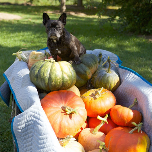pickingpumpkins-9294-fs-1014.jpg