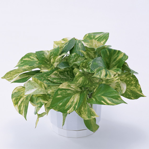 pothos plant pothos plant