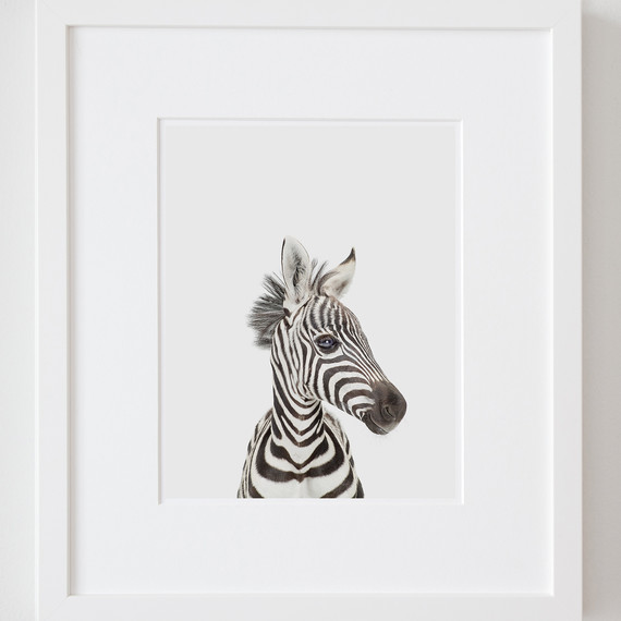 sharon-montrosebaby-zebra-ld.jpg