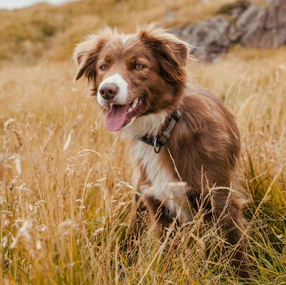 Border Collie Sheepdog in the Grass Border Collie Sheepdog in the Grass