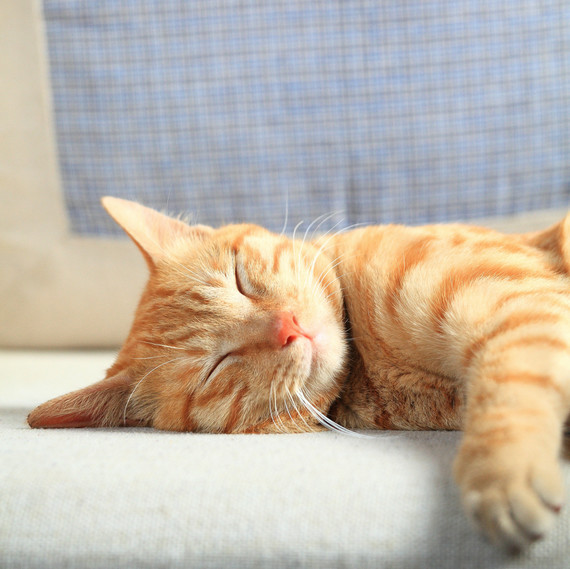 Ikea Making Cat S At Shelters More Comfortable 玛莎 斯图尔特生活 1app