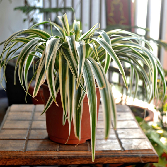 spider plant on patio spider-plant-getty-624884654