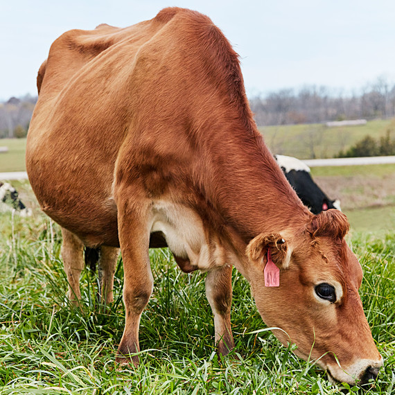 uplands cheese cow uplands cheese cow