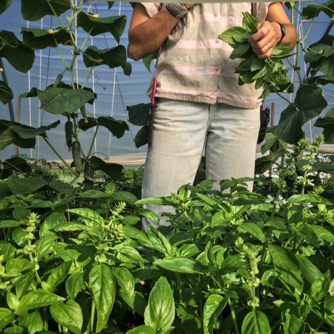 basil ten mothers farm basil ten mothers farm