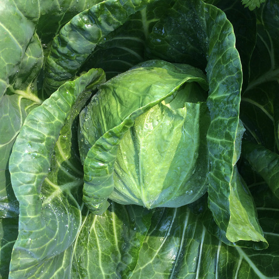 green cabbage with large leaves green cabbage with large leaves