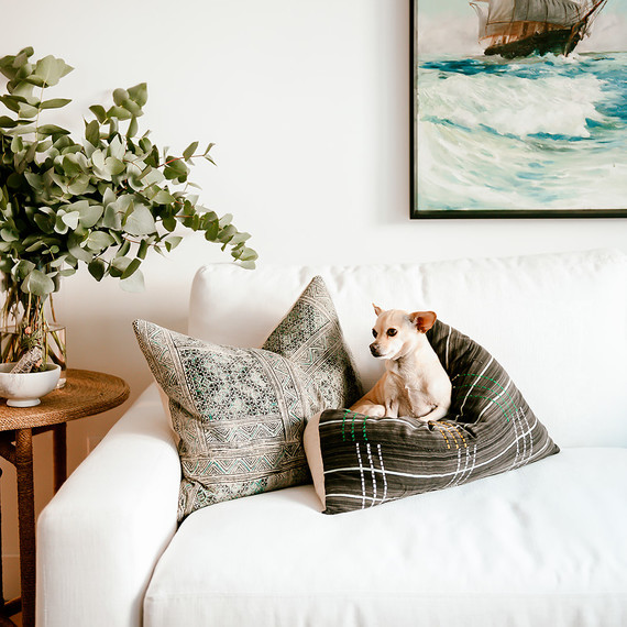 small dog laying on pillow on white couch small dog laying on pillow on white couch