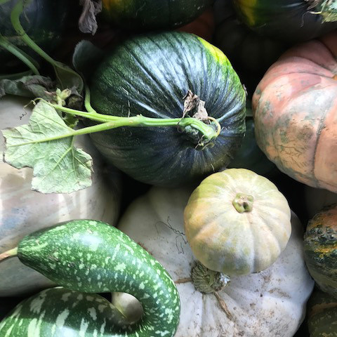 gourds gourds