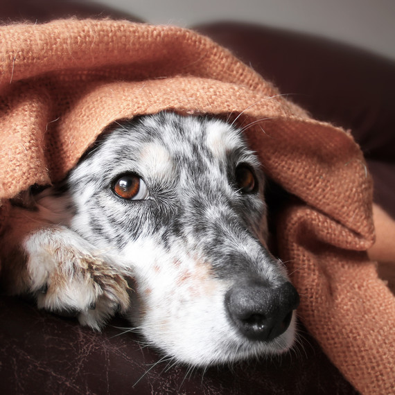 Scared Puppy Hiding Under Blanket Scared Puppy Hiding Under Blanket