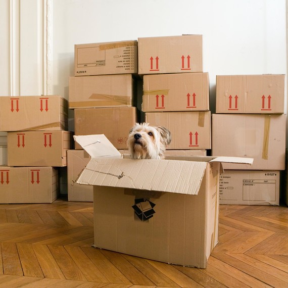 dog looking out from box in room of boxes dog looking out from box in room of boxes