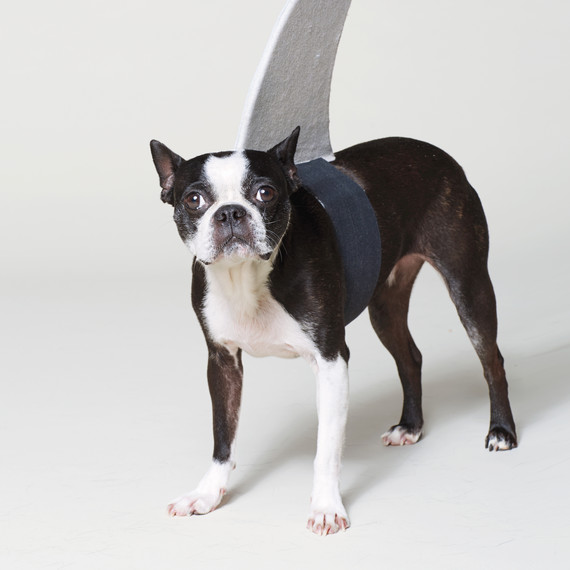 dog-shark-costume-192-d112263.jpg