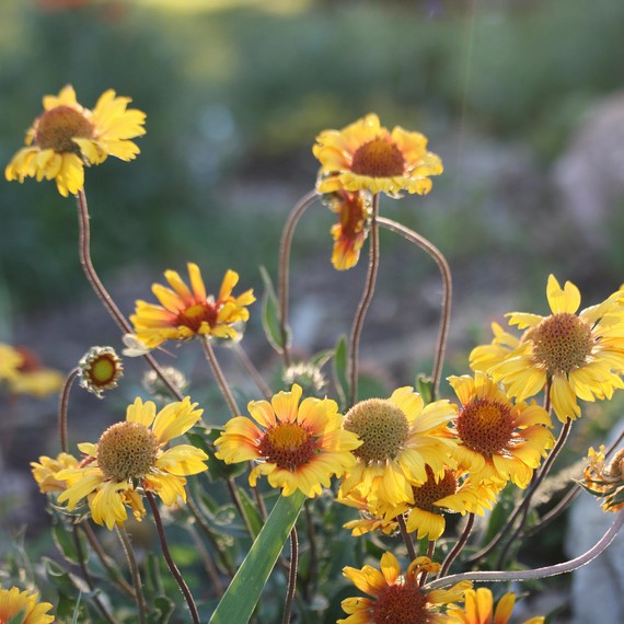 gaillardia-aristata-perennial.jpg