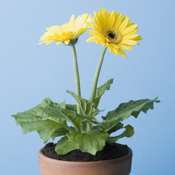 yellow gerbera daisy yellow gerbera daisy