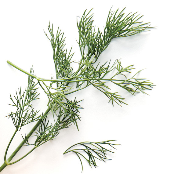 herbs-ingredients-001-d112369.jpg