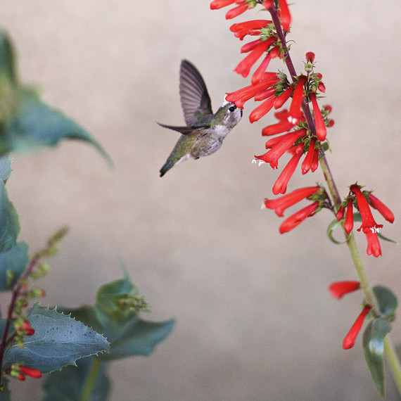 hummingbird-flight-md20080319.jpg