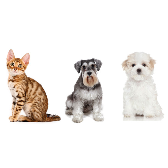 hypoallergenic pets hypoallergenic pets