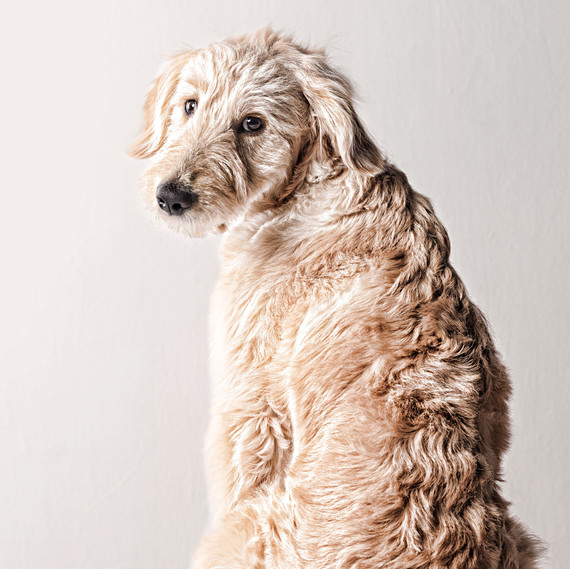 irish wolfhound dog irish wolfhound dog