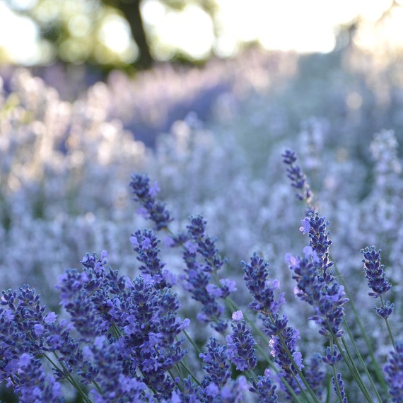 lavender-fragrant-plants-0416.jpg (skyword:267055)