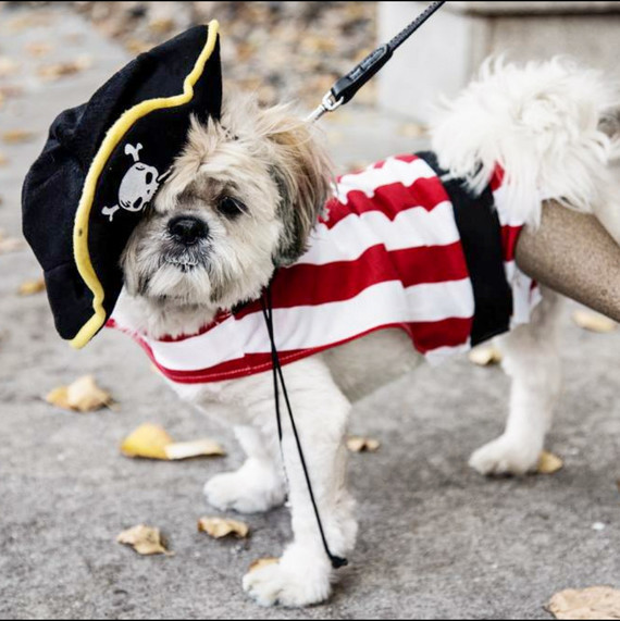 small white dog in pirate halloween costume small white dog in pirate halloween costume