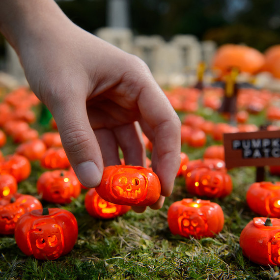 smallest-pumpkin-patch-1016-2.jpg (skyword:355304)
